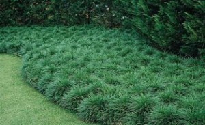 Ground Covers Instead of Turf Grass