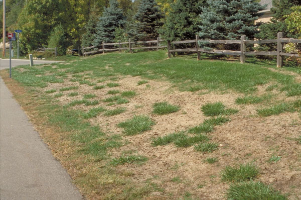 Drought Effected Lawn