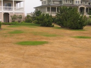 Drought Riddled Lawn