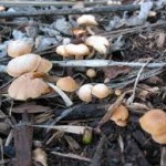 Mulch Mushrooms